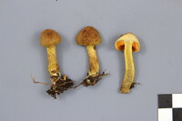 Cortinarius malicorius image